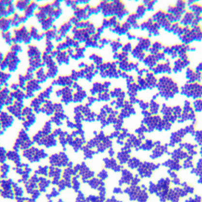 Staphylococcus albicans-BNCC