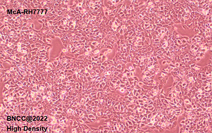 Rat liver cancer cells-BNCC
