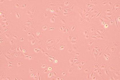 Human medulloblastoma cells-BNCC