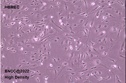 Human brain microvascular endothelial cells-BNCC