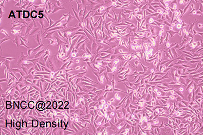 Mouse embryoma cells-BNCC