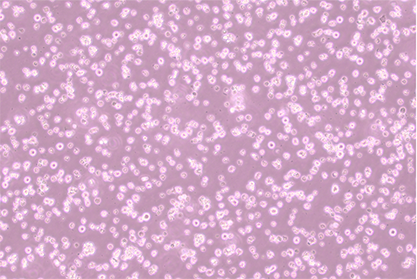 Mouse T lymphoma cells (chicken OVA gene modification)-BNCC