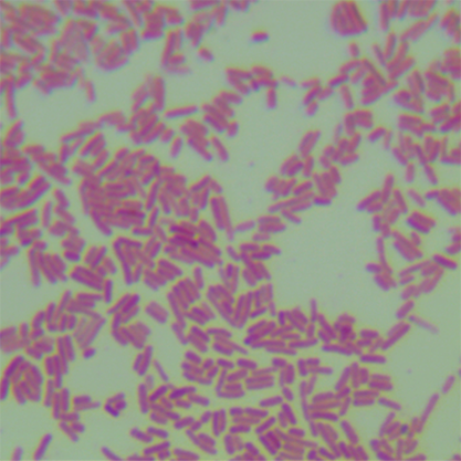 Escherichia coli (Migula) Castellani and Chalmers-BNCC