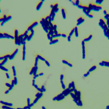 Streptococcus danieliae-BNCC