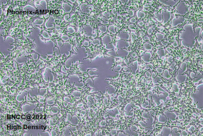 Human embryonic kidney cells (ampho transfected)-BNCC