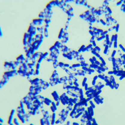 Bacillus thuringiensis-BNCC