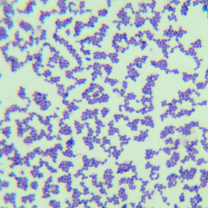 Constellation streptococcus constellation subspecies-BNCC