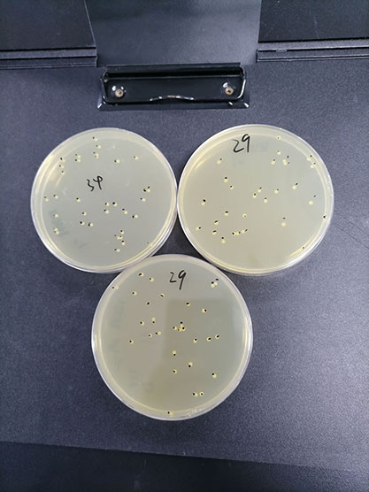 Staphylococcus aureus subsp. aureus Rosenbach-BNCC