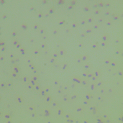 Bacteroides acidogenes-BNCC