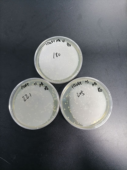 Quantitative strain of Escherichia coli-BNCC