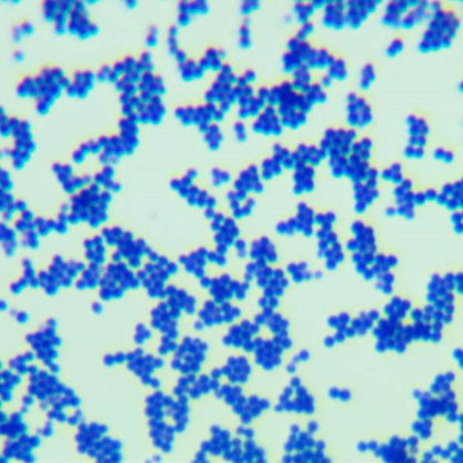 Staphylococcus aureus chicken-BNCC