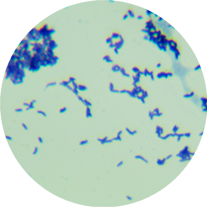 Actinomycetes neideri-BNCC