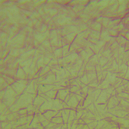 Lachnospiraceae bacterium-BNCC