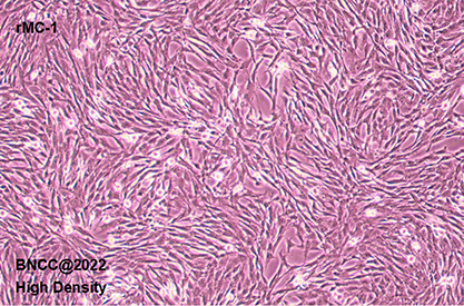 Rat retinal muller cells-BNCC