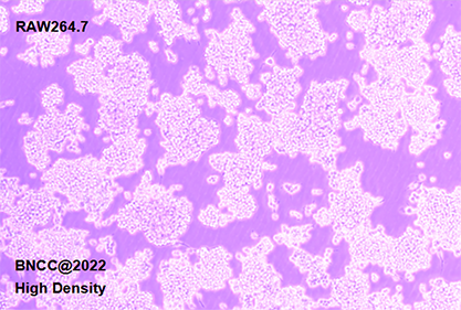 Mouse mononuclear macrophage leukemia cells-BNCC