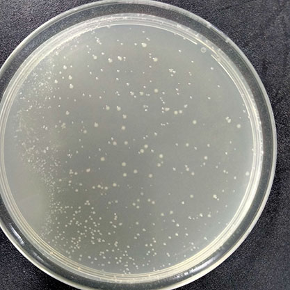 stbl2 escherichia coli-BNCC