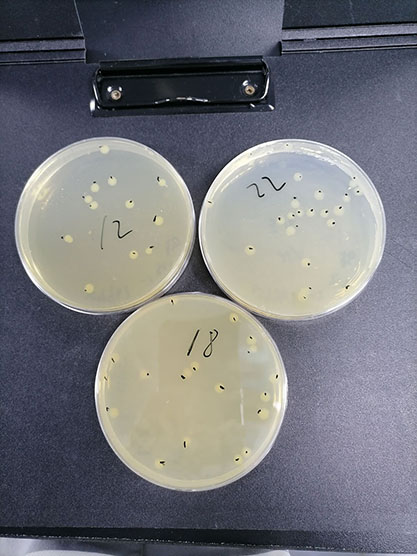 Quantitative strain of Escherichia coli-BNCC