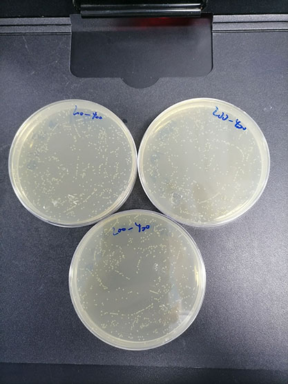 Quantitative strain of Bacillus cryoides-BNCC