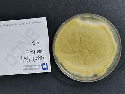 Aspergillus flavus-BNCC