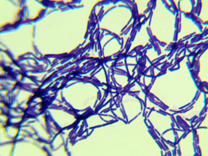 Bacillus coagulans-BNCC