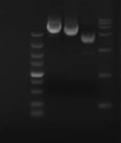 Candida albicans genomic DNA-BNCC