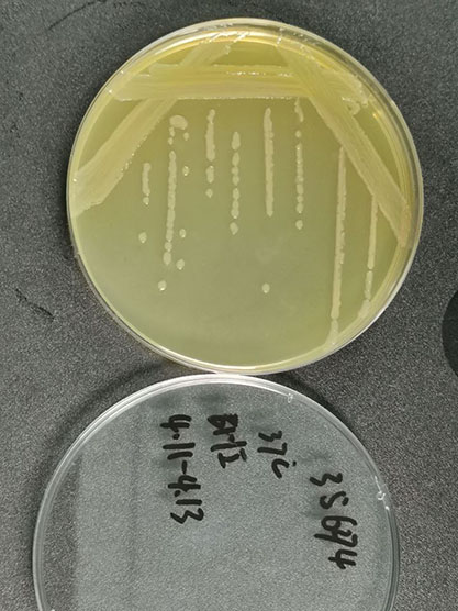 Myroides injenensis Paek et al. 2015-BNCC