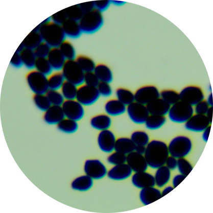 BY4741 Saccharomyces cerevisiae-BNCC