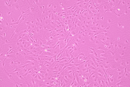 Rat ileum cells-BNCC