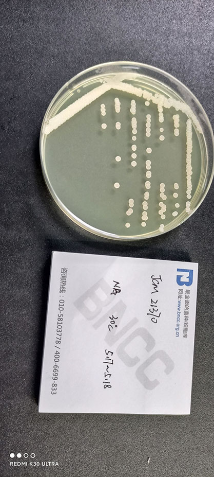 Tistrella mobilis Shi et al. 2003-BNCC