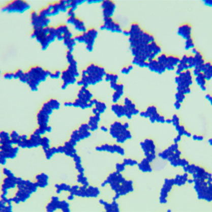 Enterococcus faecium-BNCC