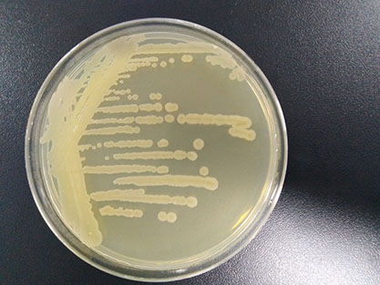 Bacillus spizizenii-BNCC