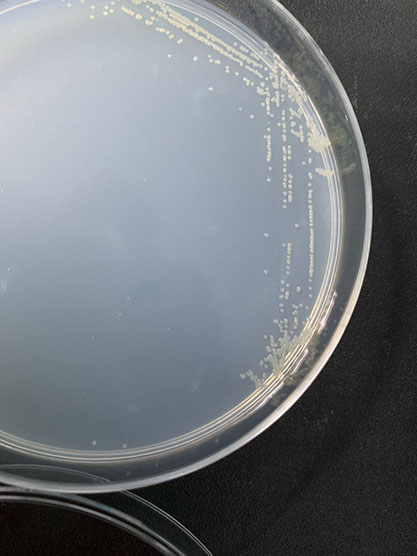 azomonas megatocytogenes-BNCC