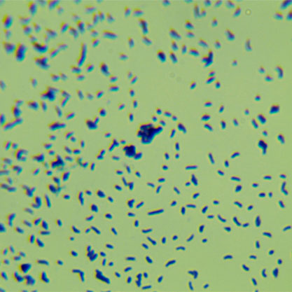 Mycobacterium phlei-BNCC