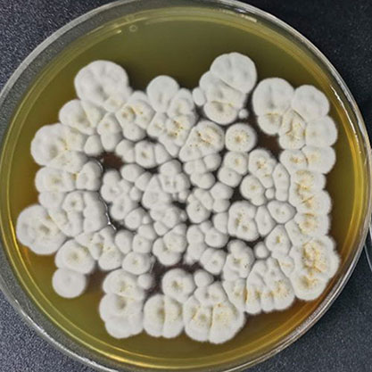 Penicillium guttulosum-BNCC