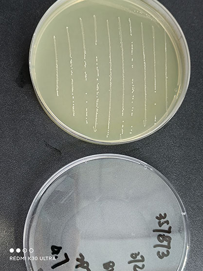 Enterococcus faecium-BNCC