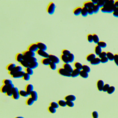 Malassezia pachydermatis-BNCC