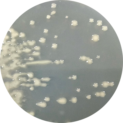 S17-1 λ pir Escherichia coli-BNCC