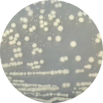 Tuner(DE3) Escherichia coli-BNCC