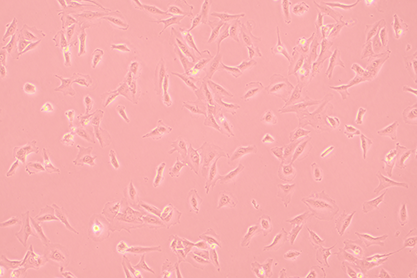 Human plexiform neurofibroma cell Schwann cell-BNCC