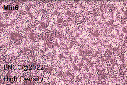 Mouse islet tumor cells-BNCC