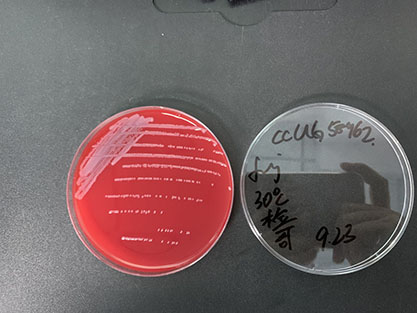 Enterobacter hormaechei ss hoffmannii-BNCC