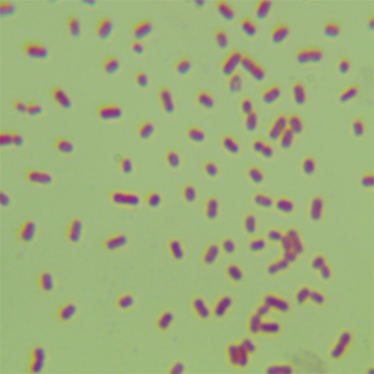 Klebsiella pneumoniae subsp.-BNCC