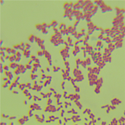 Klebsiella pneumoniae subsp.-BNCC