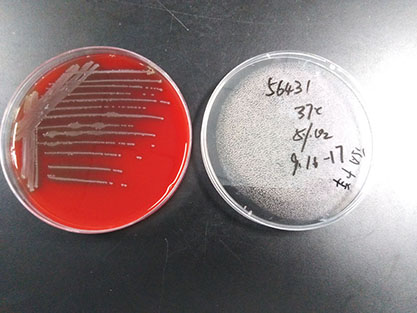 Enterococcus faecium-BNCC