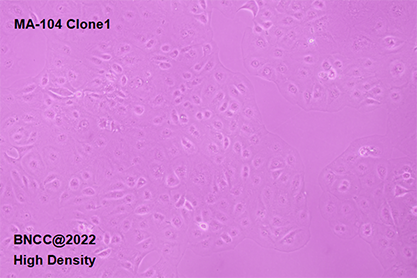 Luo monkey fetal kidney cells-BNCC