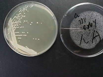 Staphylococcus aureus-BNCC