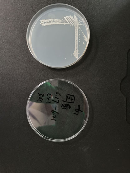 Rhizobium sophoriradicis-BNCC