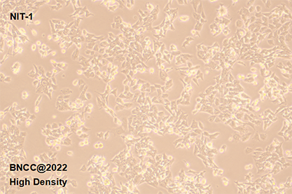 Mouse insulinoma cells-BNCC