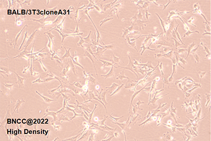 Mouse embryonic fibroblasts-BNCC