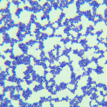 Lactococcus lactis NZ9000-BNCC